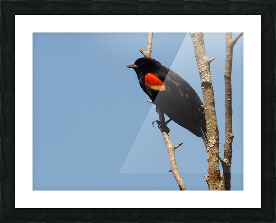 Red wing blackbird  spring. Picture Frame print