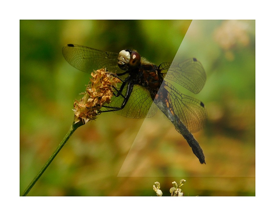Meadowhawk Picture Frame print