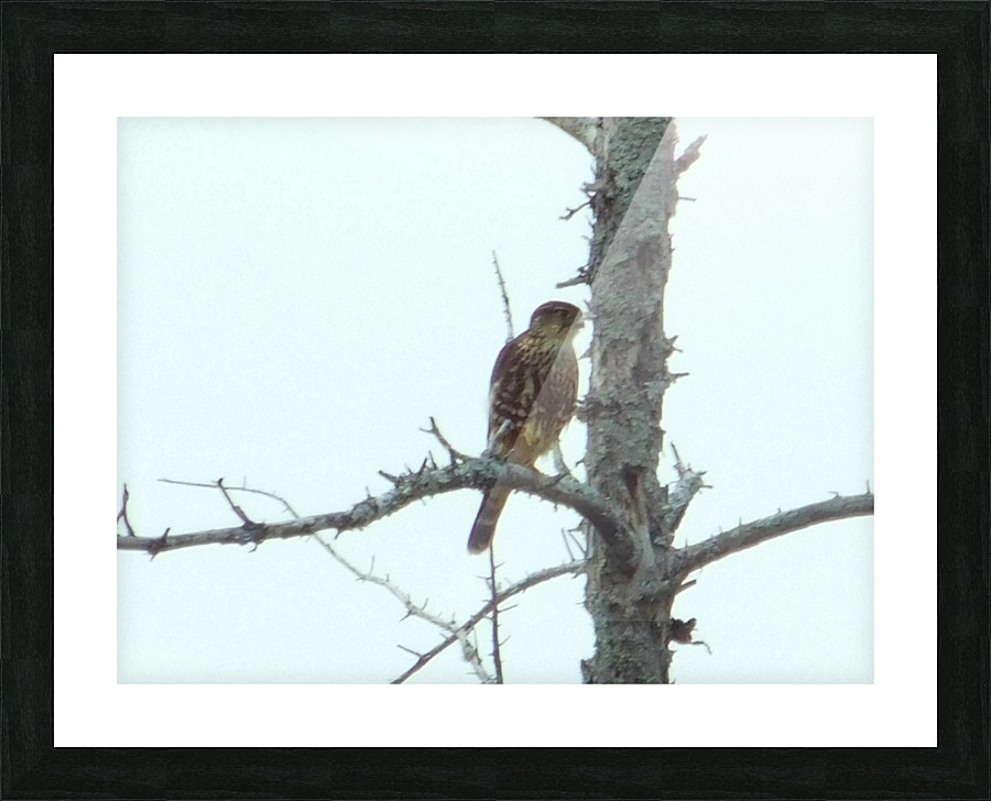 Merlin Picture Frame print