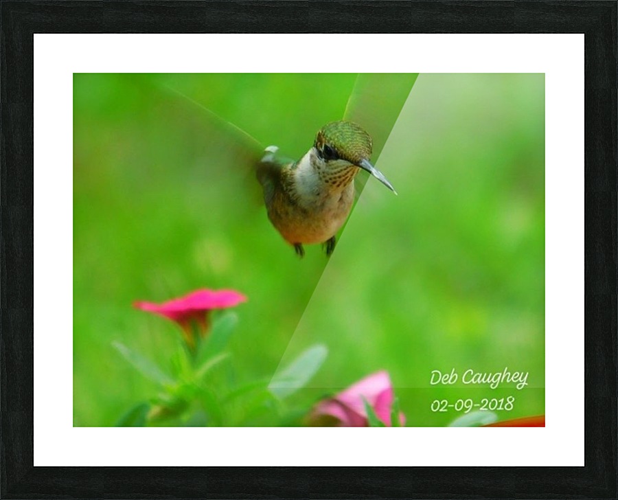 Ruby throated hummingbird Picture Frame print