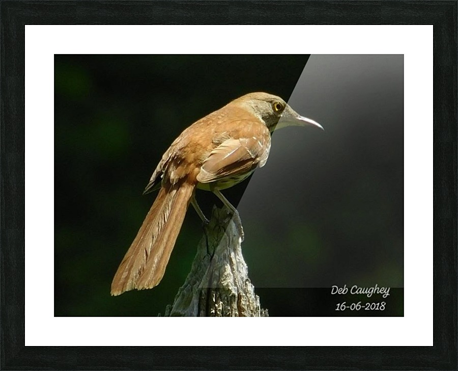 Brown thrasher Picture Frame print