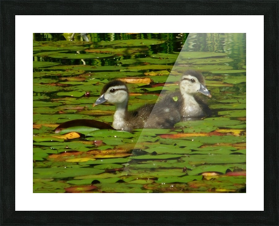Wood ducklings Picture Frame print