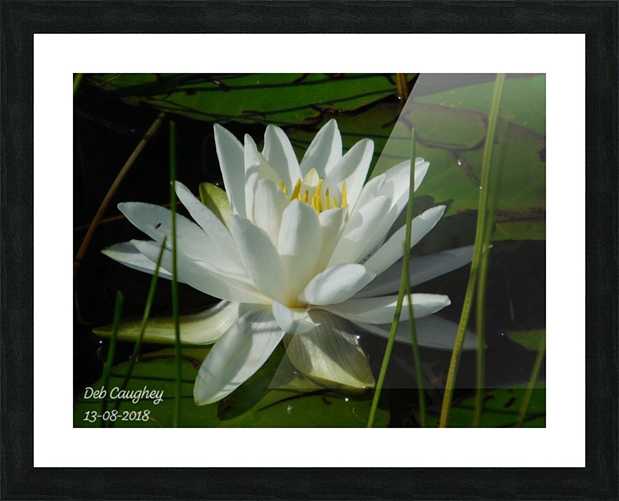 Marsh Beauty Picture Frame print