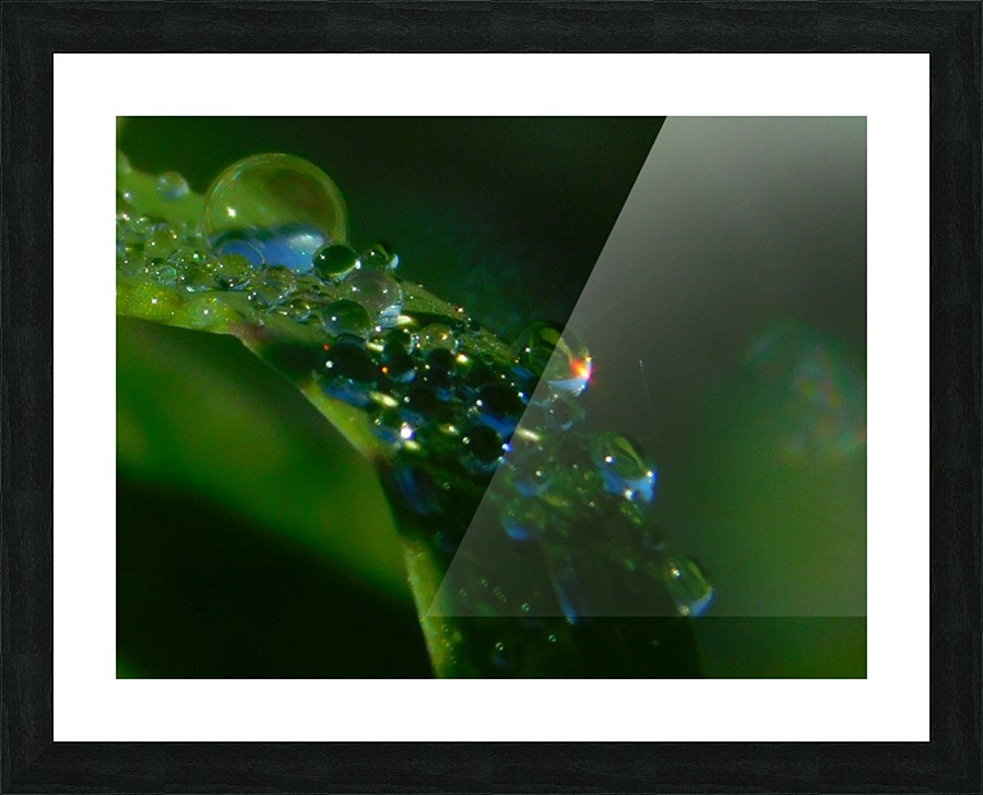 Morning Dew Picture Frame print