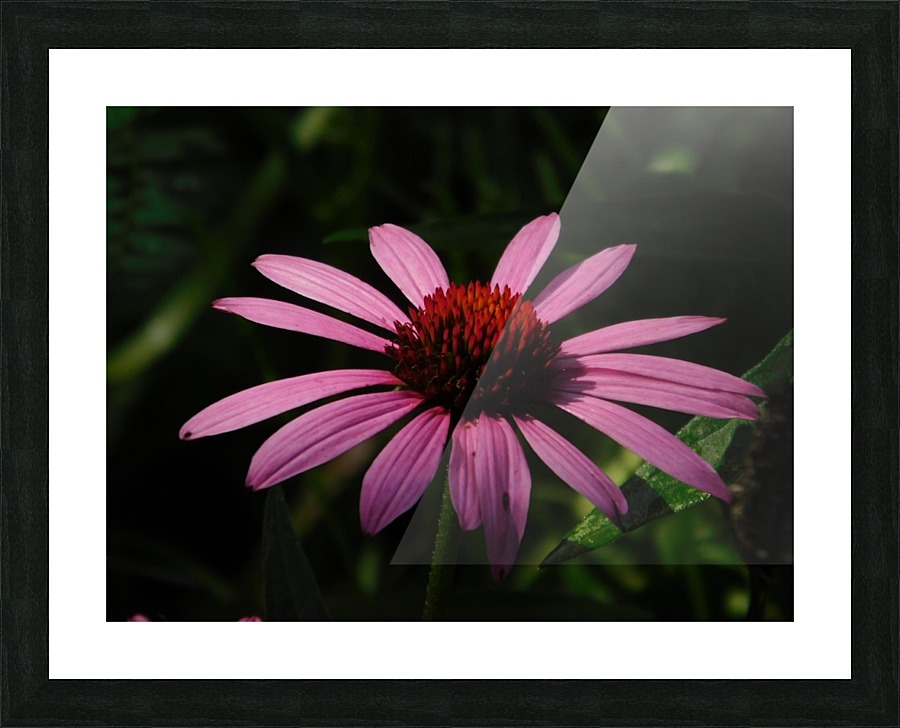 Echinacea Picture Frame print