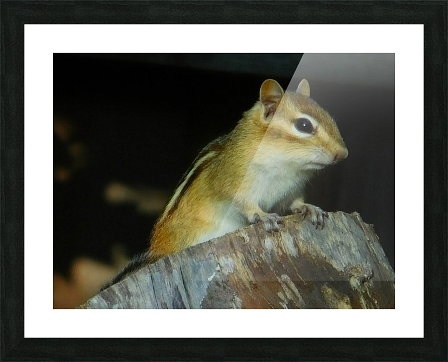 Chip or Dale... Picture Frame print