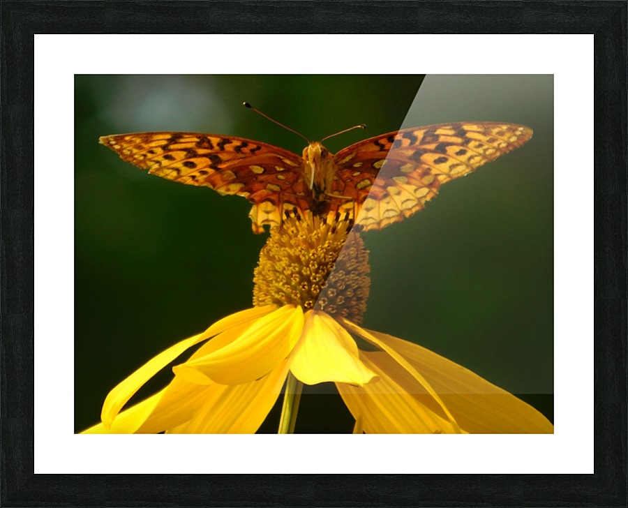 Fritillary butterfly Picture Frame print