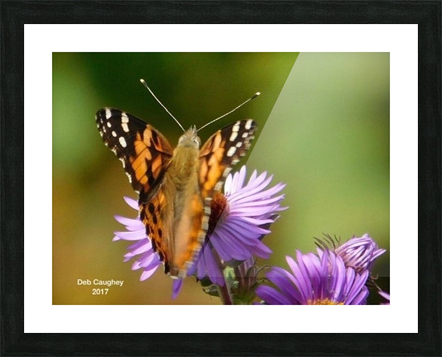 Painted Lady  Picture Frame print