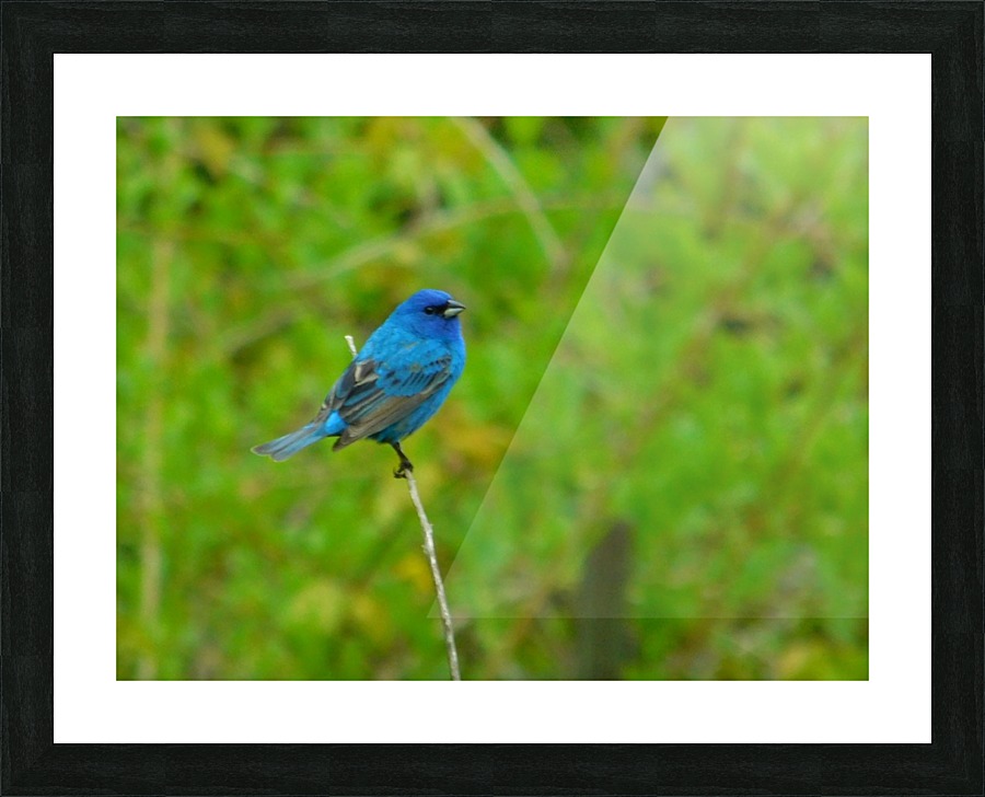 Indigo bunting Picture Frame print