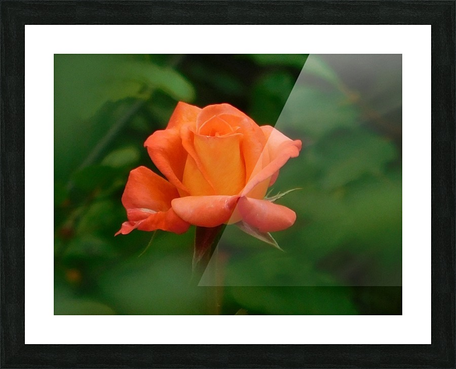 Rose glow Picture Frame print