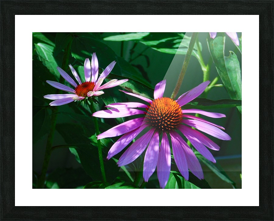 Echinacea Picture Frame print