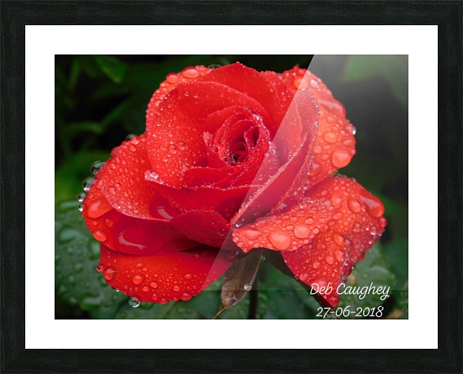 Rainy Day Rose Picture Frame print