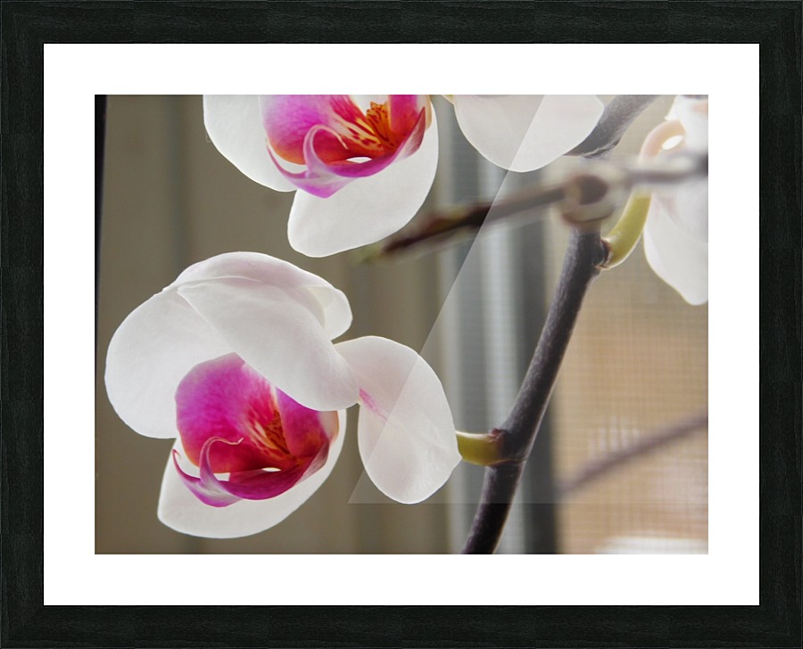 Winter Orchids  Picture Frame print