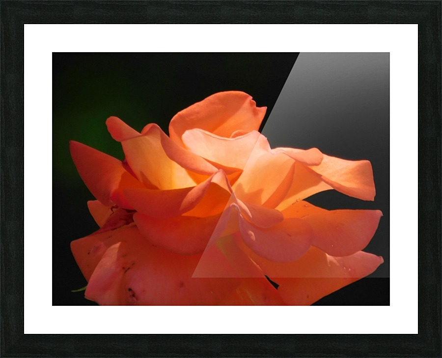 Sunset Rose Picture Frame print