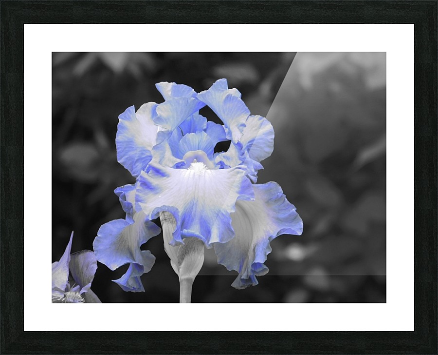 Blue Iris Picture Frame print