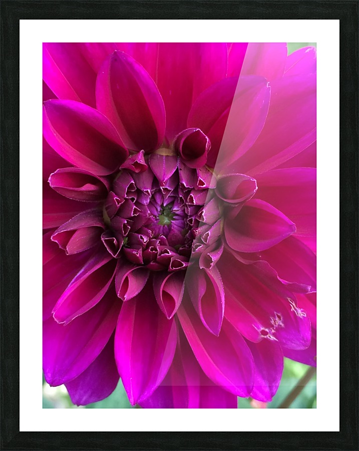 Dahlia Picture Frame print