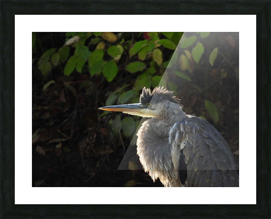 Fall morning  warm up Picture Frame print