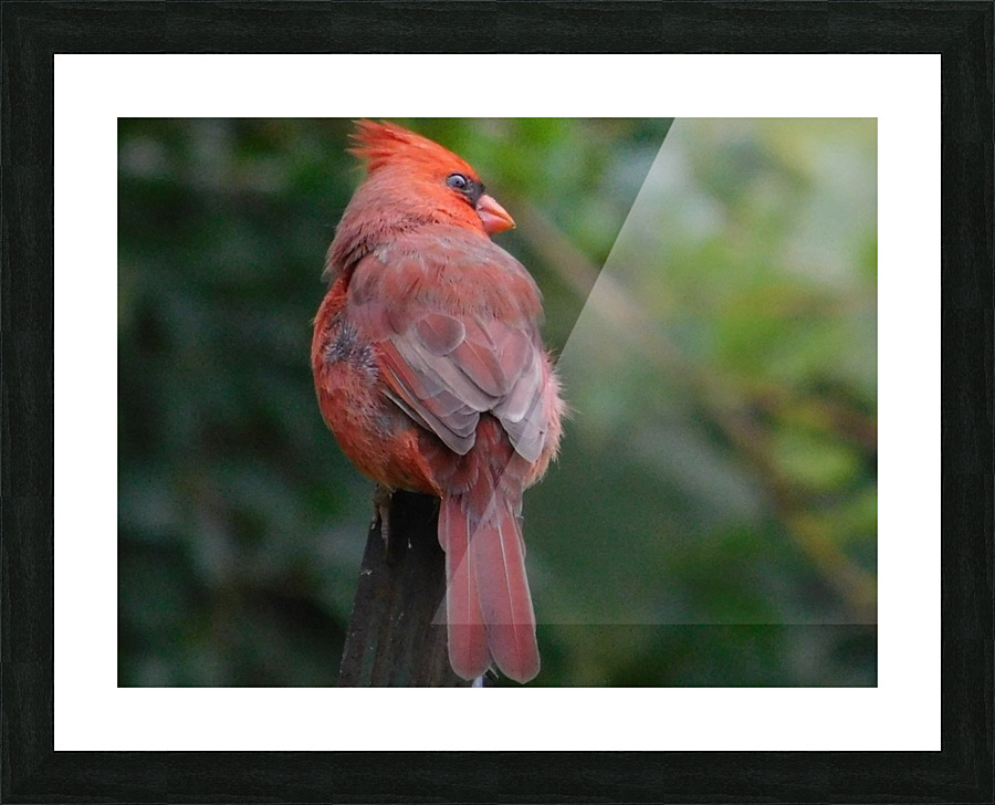 Visit before Dark Picture Frame print