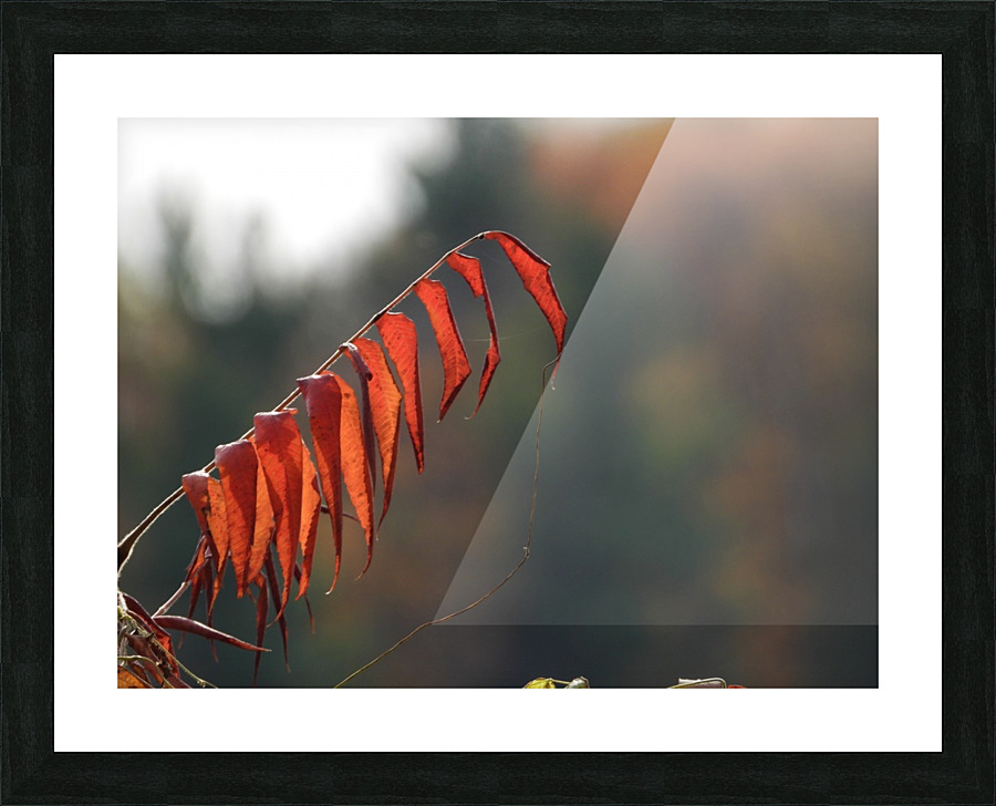 Sumac Red Picture Frame print