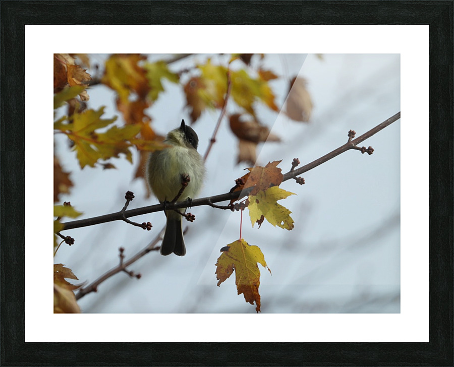 Late Fall Flycatcher Picture Frame print