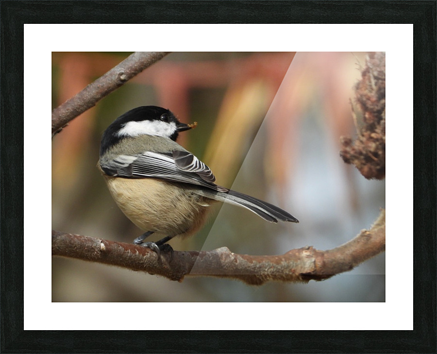 Catching late Sunshine Picture Frame print
