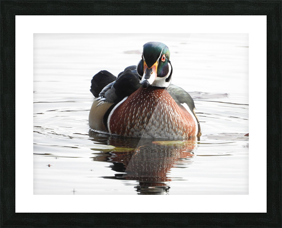 Colours Picture Frame print