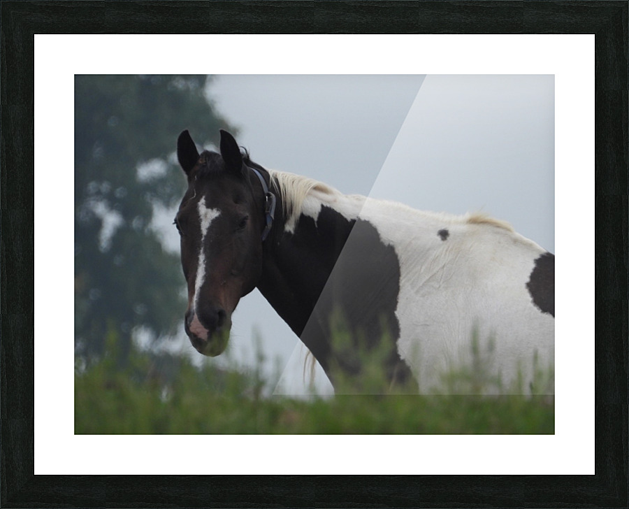 Pinto Stare Picture Frame print