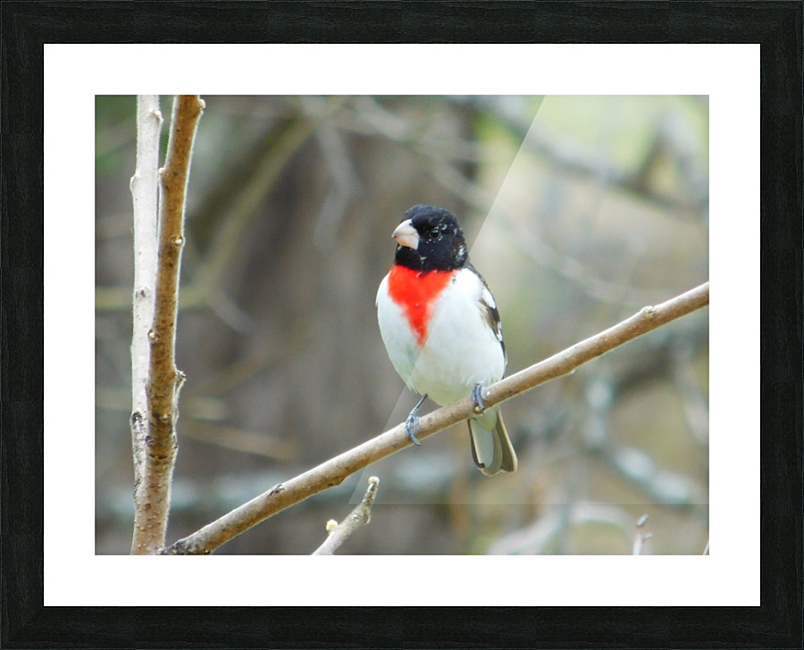  Fine Art print