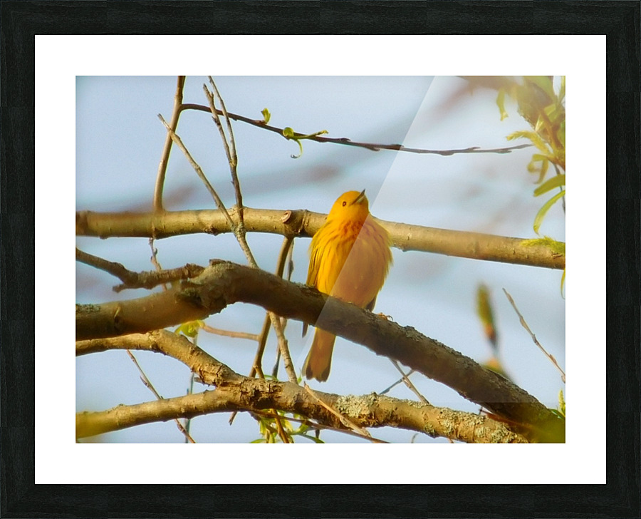  Fine Art print