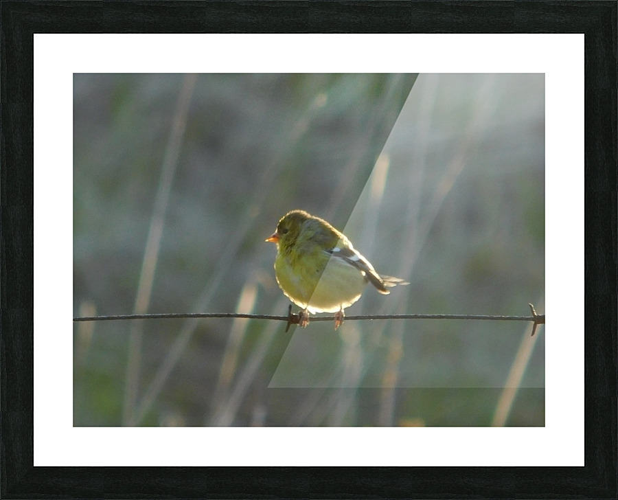  Fine Art print