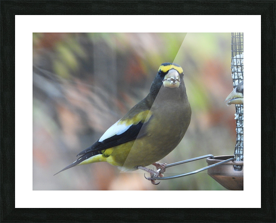  Fine Art print