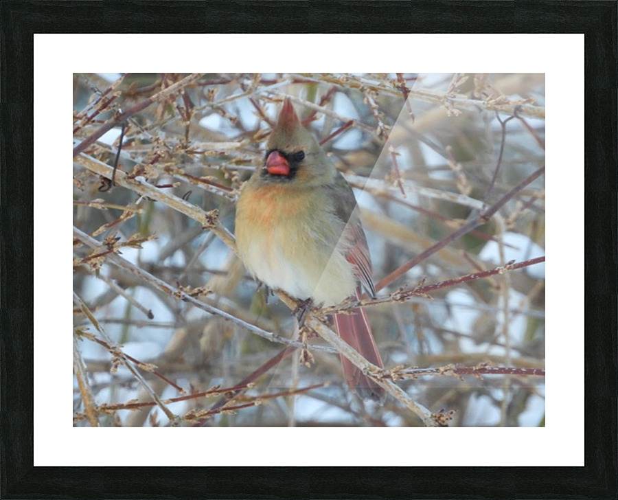  Fine Art print