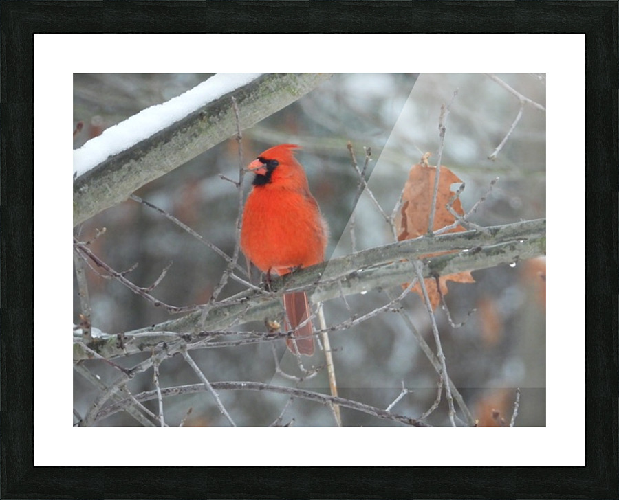 Fine Art print