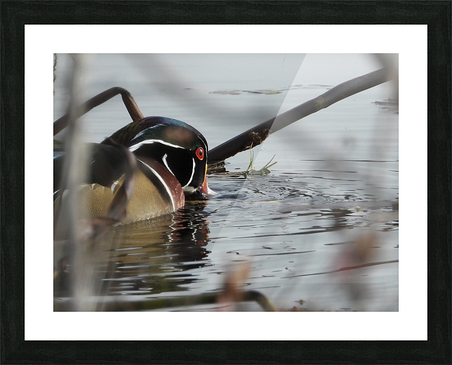 Fine Art print