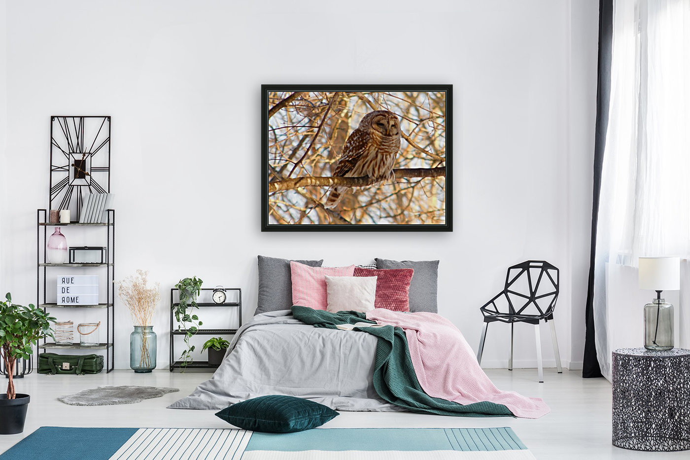 Barred Owl  spring sunset.  Reproduction