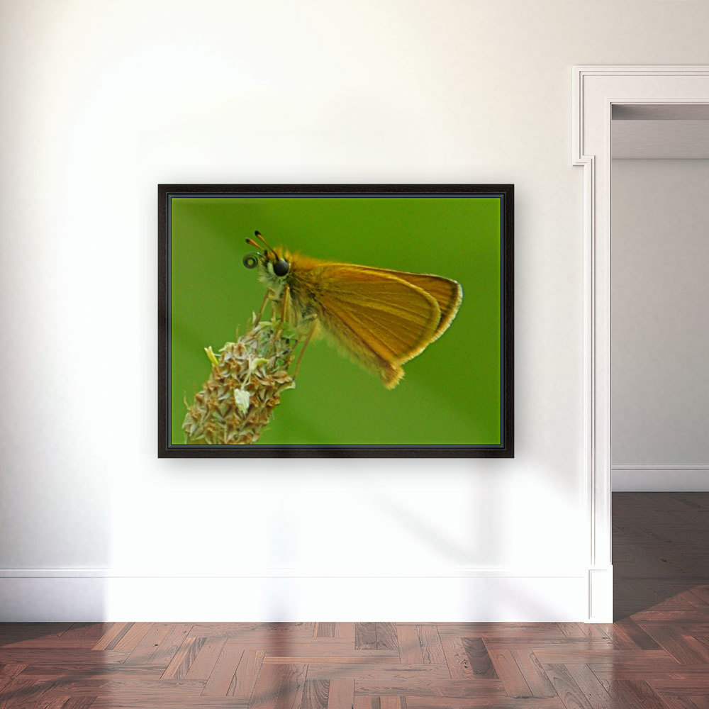 Small skipper Reproduction