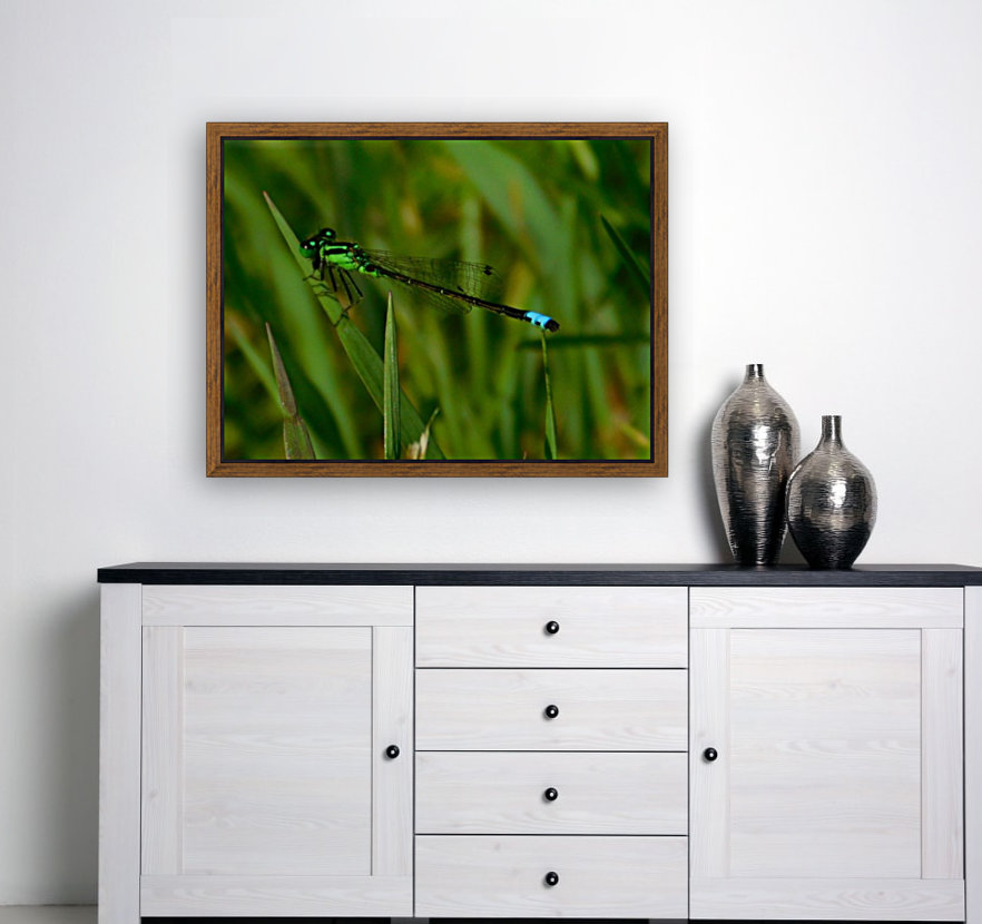 Blue Damselfly Reproduction