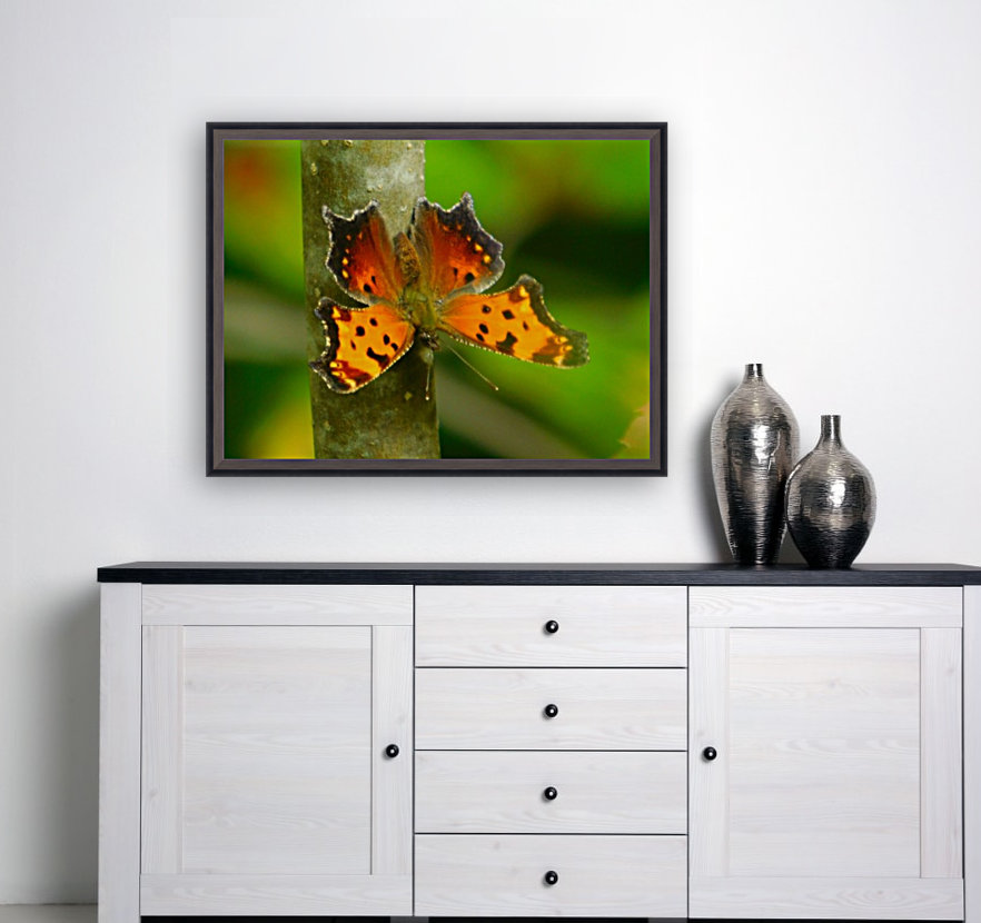 Coma Butterfly Reproduction
