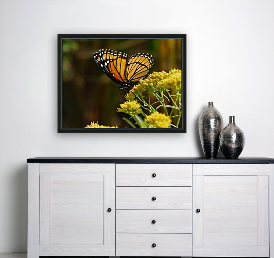 Fall Viceroy Reproduction
