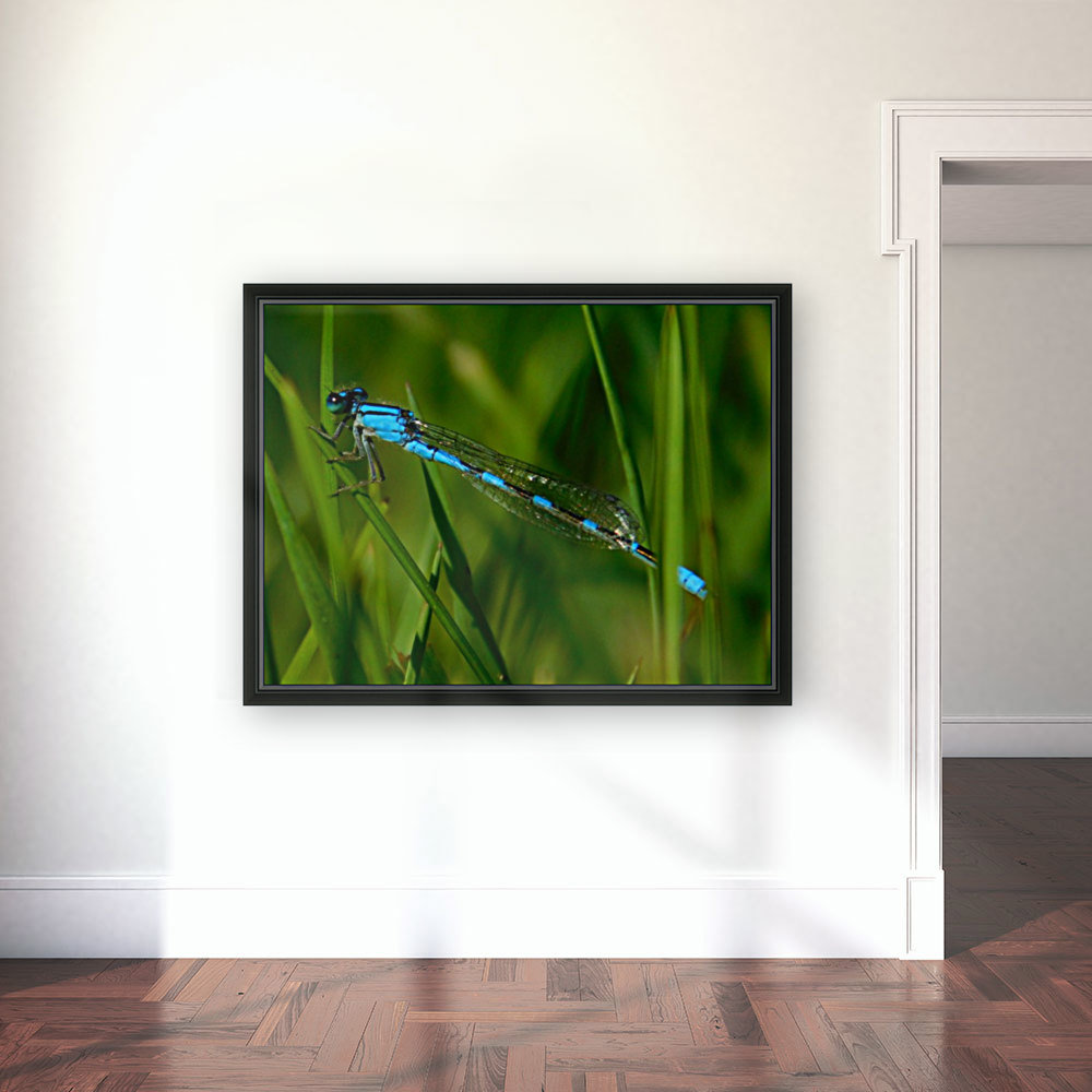blue damselfly Reproduction