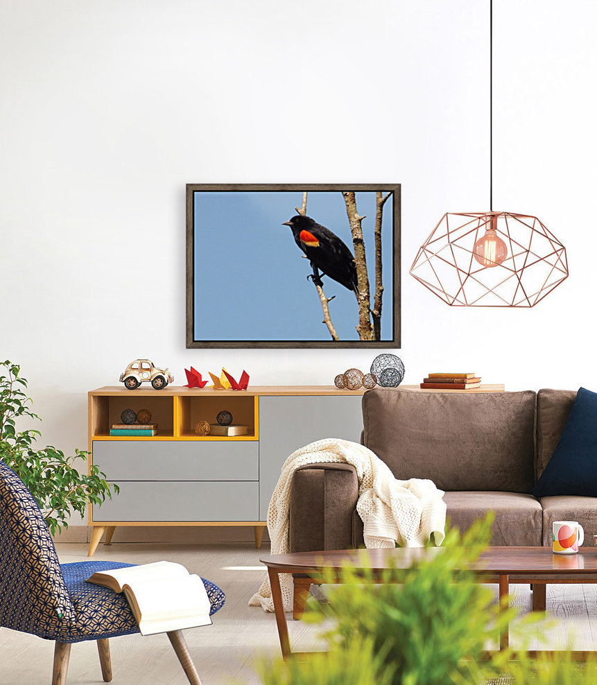 Red wing blackbird  spring. Reproduction