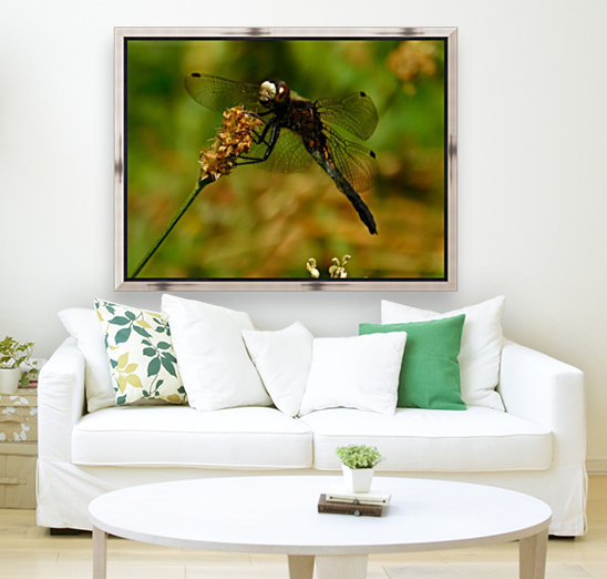 Meadowhawk Reproduction