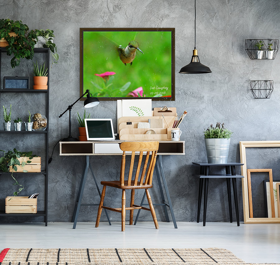 Ruby throated hummingbird Reproduction
