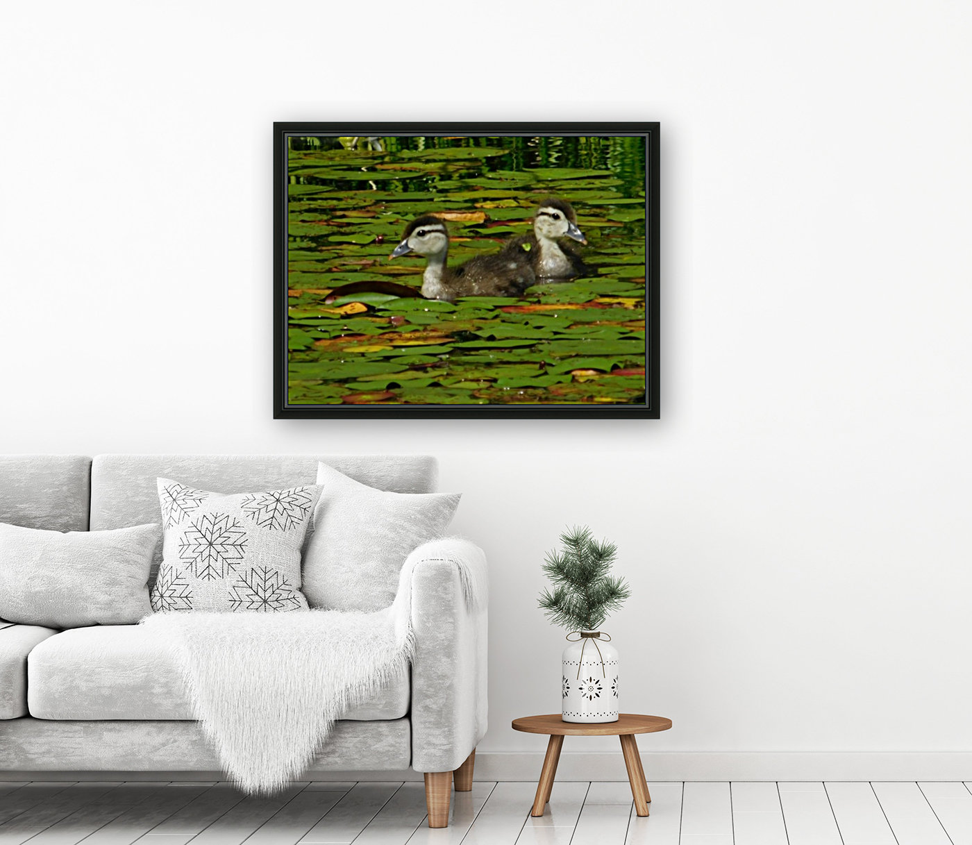 Wood ducklings Reproduction