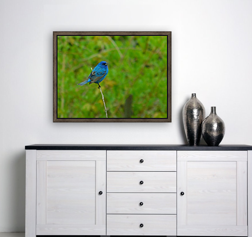 Indigo bunting Reproduction