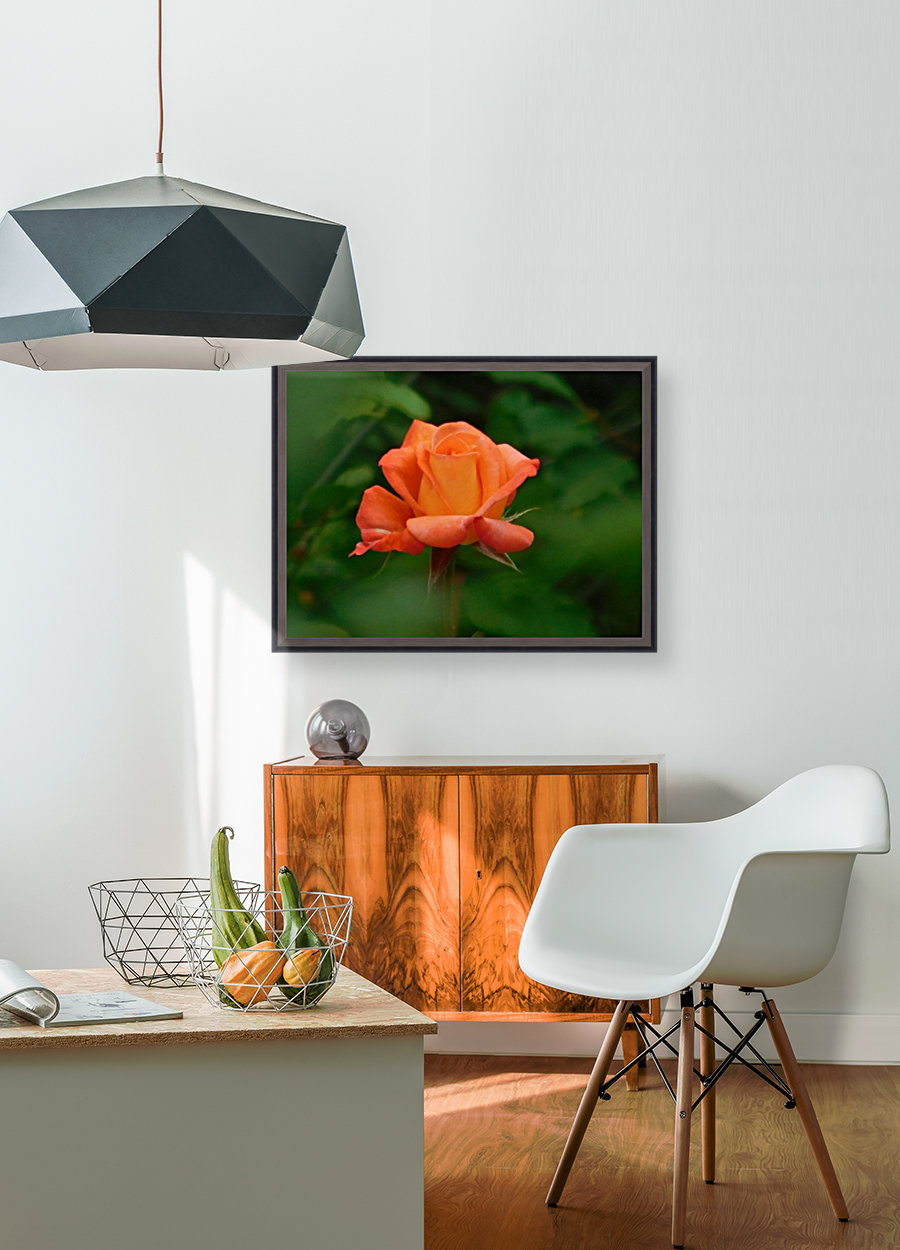 Rose glow Reproduction