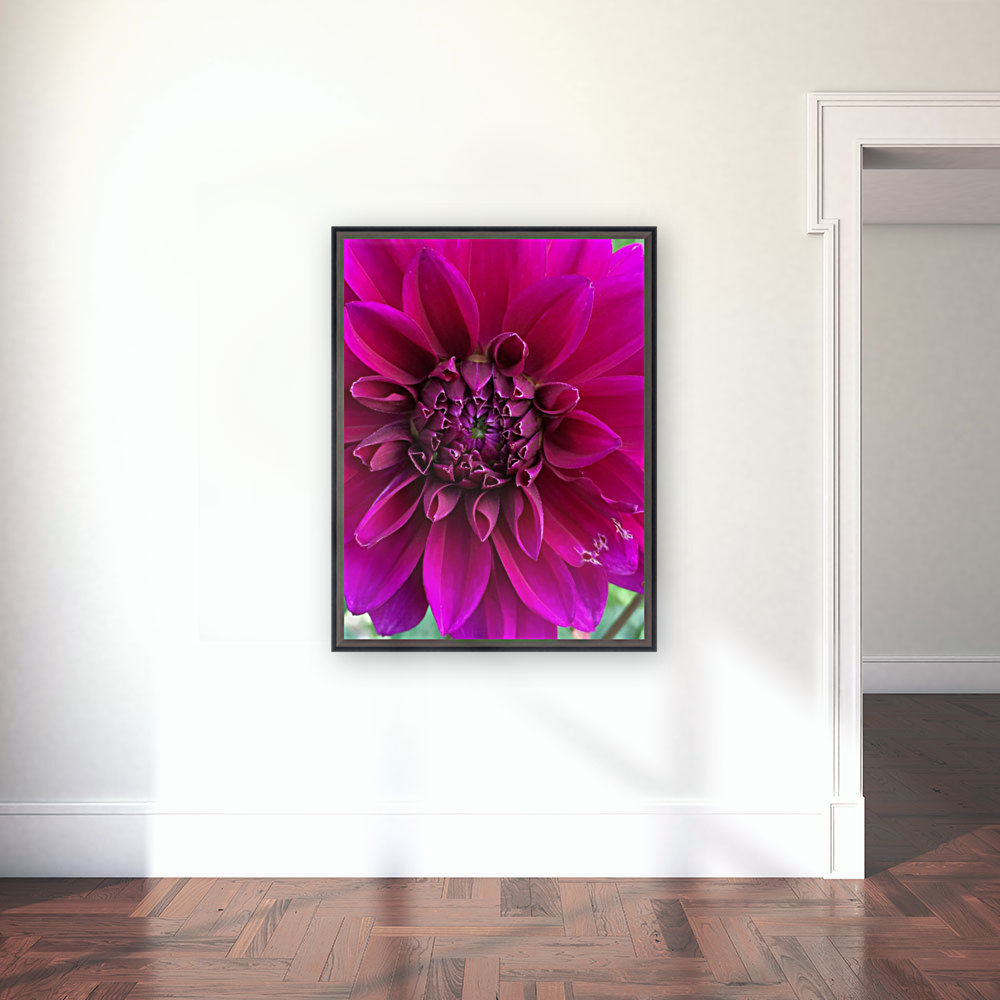 Dahlia Reproduction