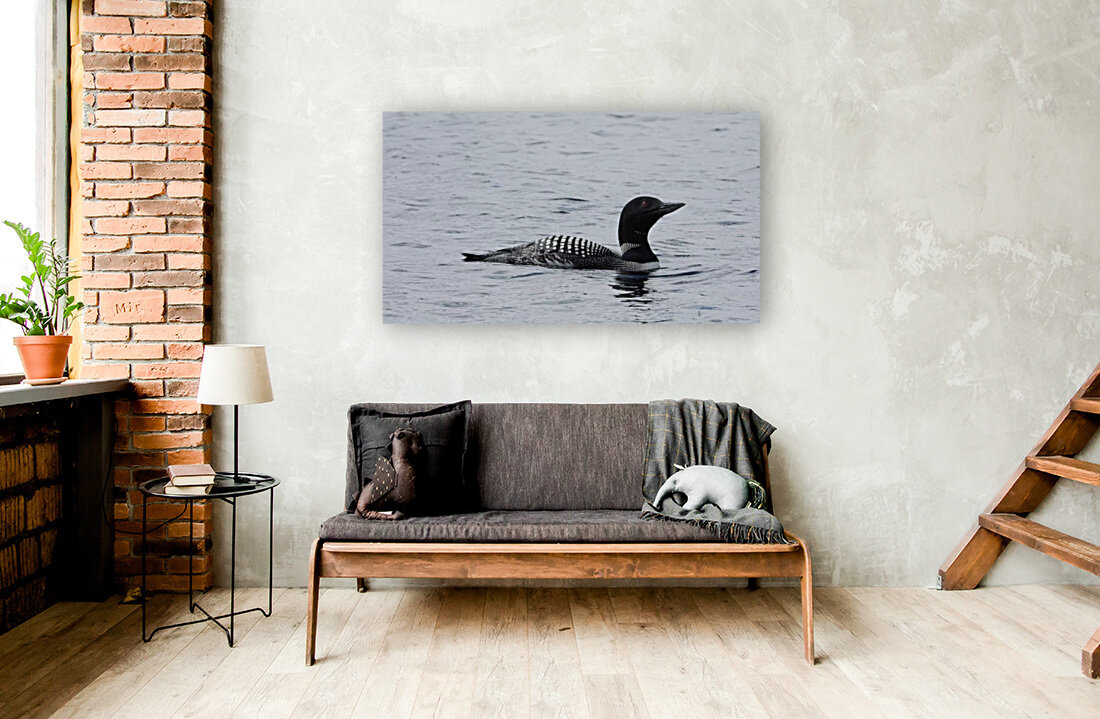 Common Loon Reproduction