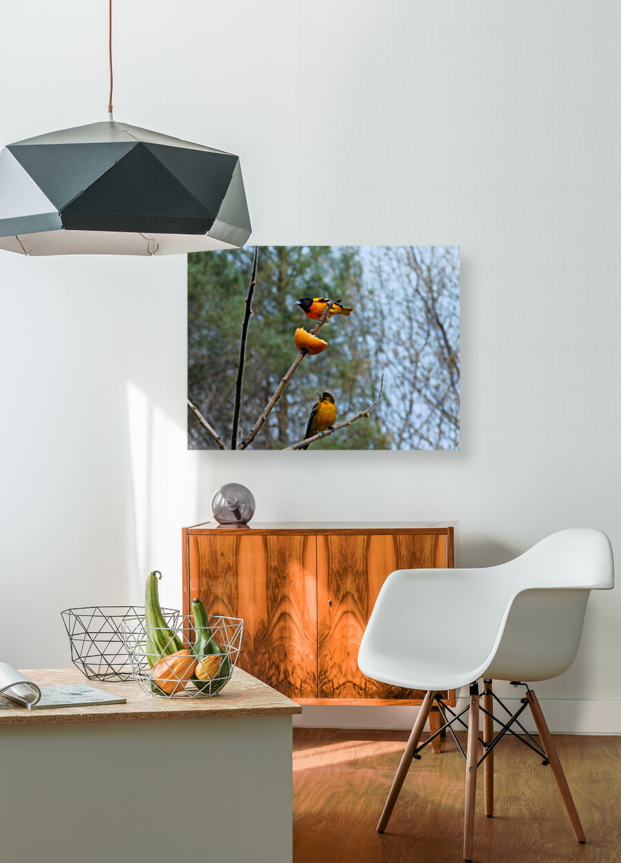 Oriole Pair Reproduction
