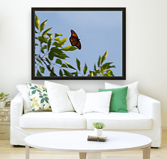 Floating Monarch  Reproduction